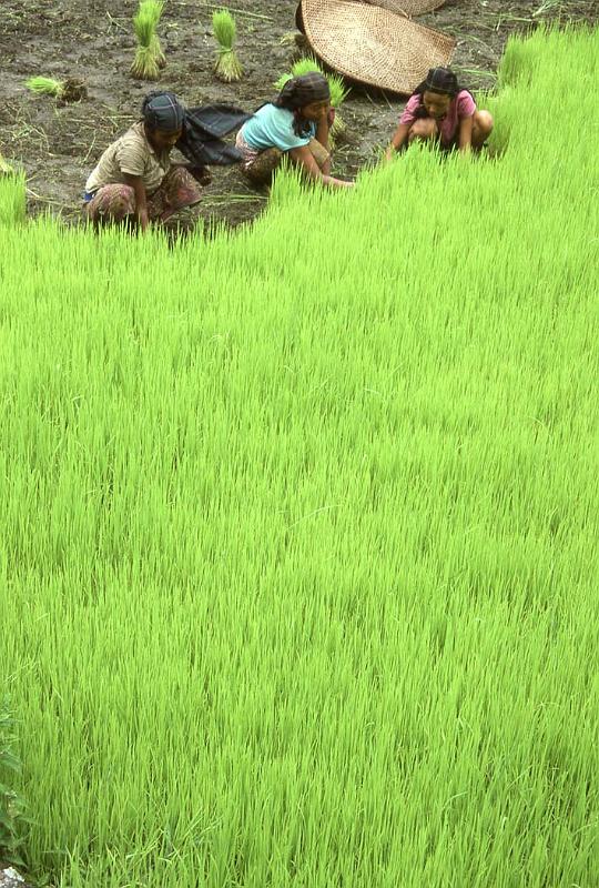 WT 146-35 Nepal Rice Planters.jpg